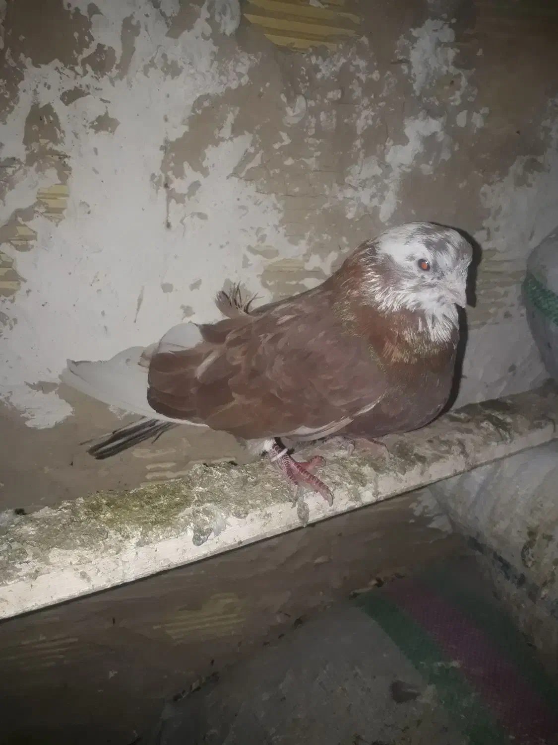 کبوتر پرشی سرور نوک جم|پرنده|گلستان (تهران), |دیوار