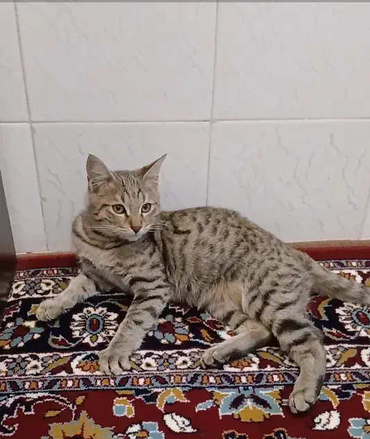 گربه|گربه|سبزوار, پاسداران|دیوار