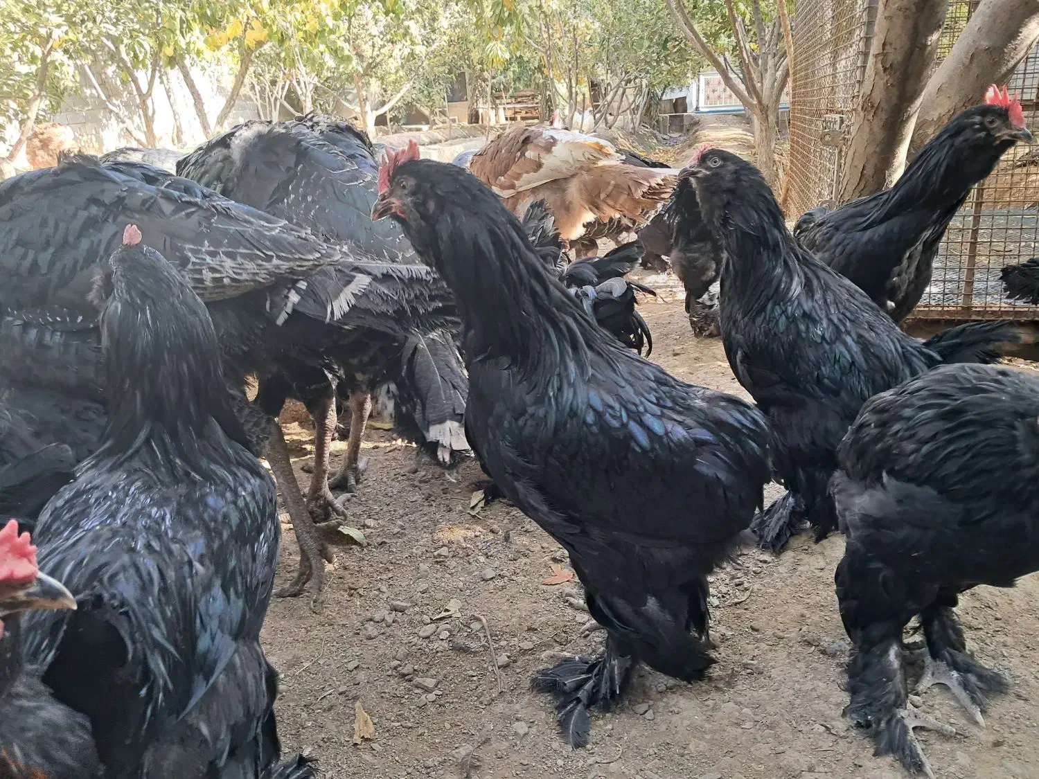 خروس مرندی|حیوانات مزرعه|هشتگرد, خور|دیوار