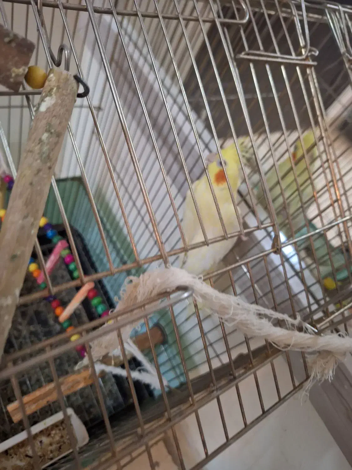 ۳تا عر وس سالم ۷ماهه نرو ماده|پرنده|رباط‌کریم, رباط‌کریم|دیوار