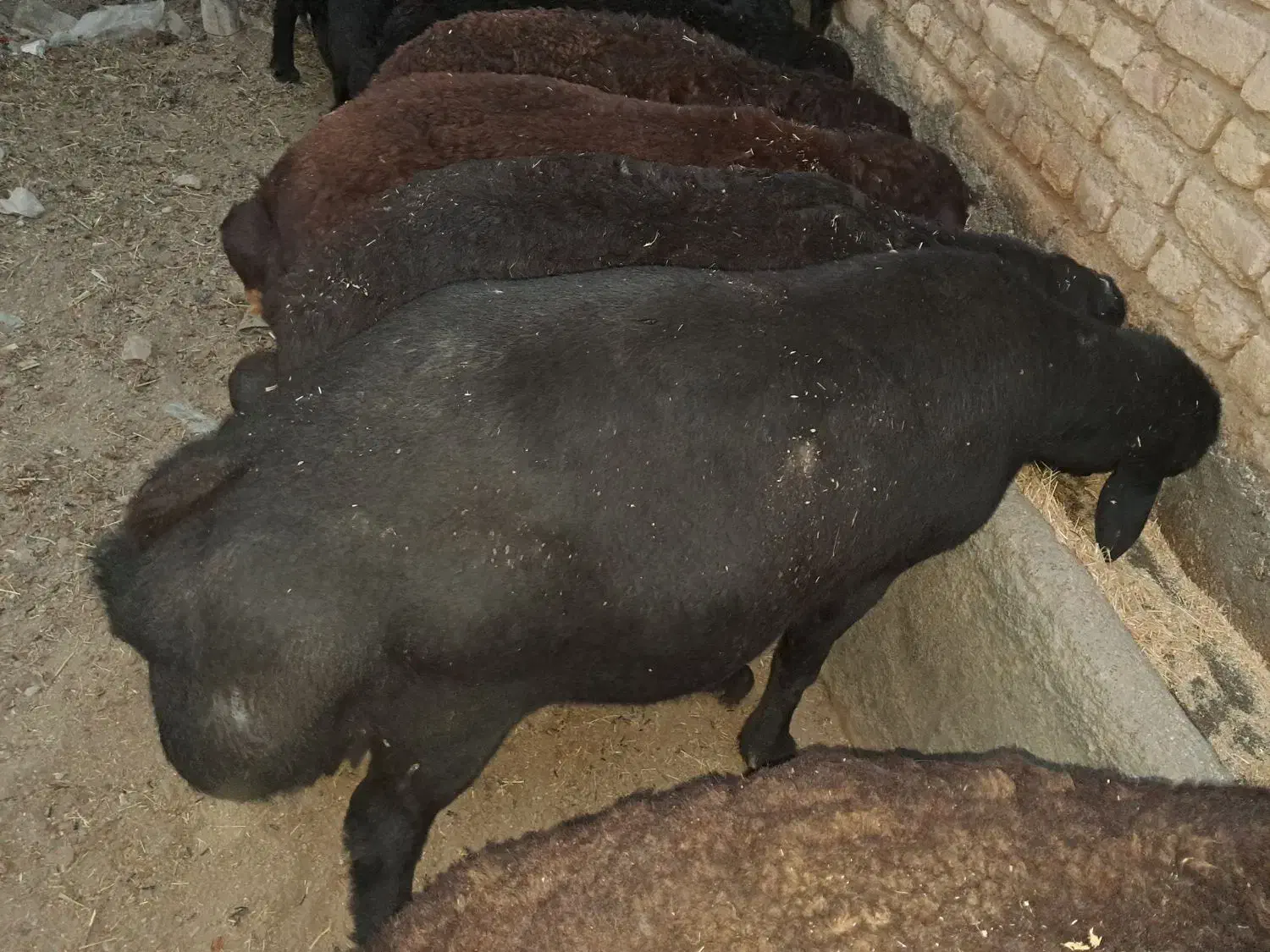 قوچ قره قزل اصیل بالکن 3ساله بالای 100کیلو|حیوانات مزرعه|کرانی, |دیوار