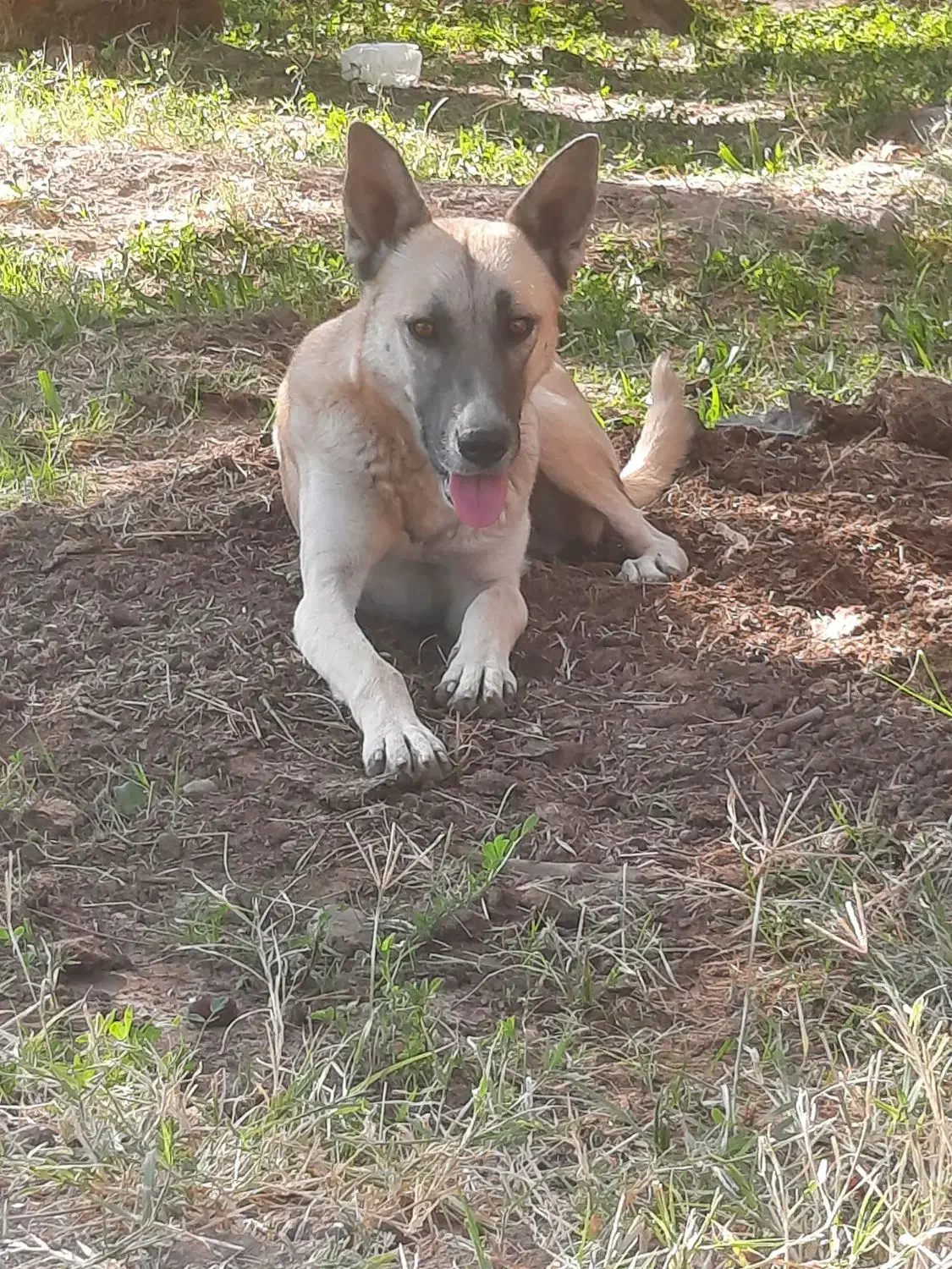 سگ نگهبان|سگ|بم, |دیوار