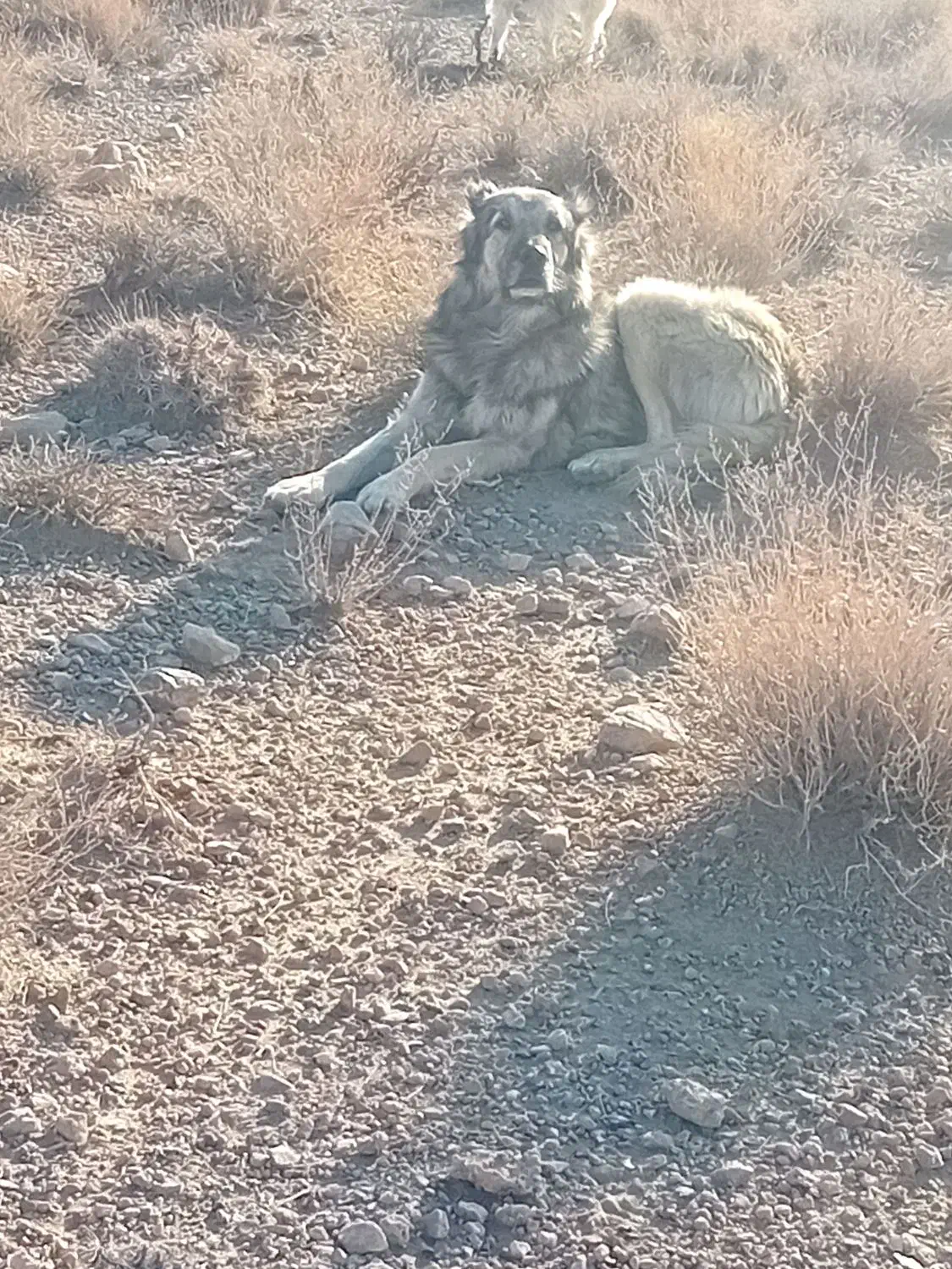 سگ گله|سگ|خبر, |دیوار