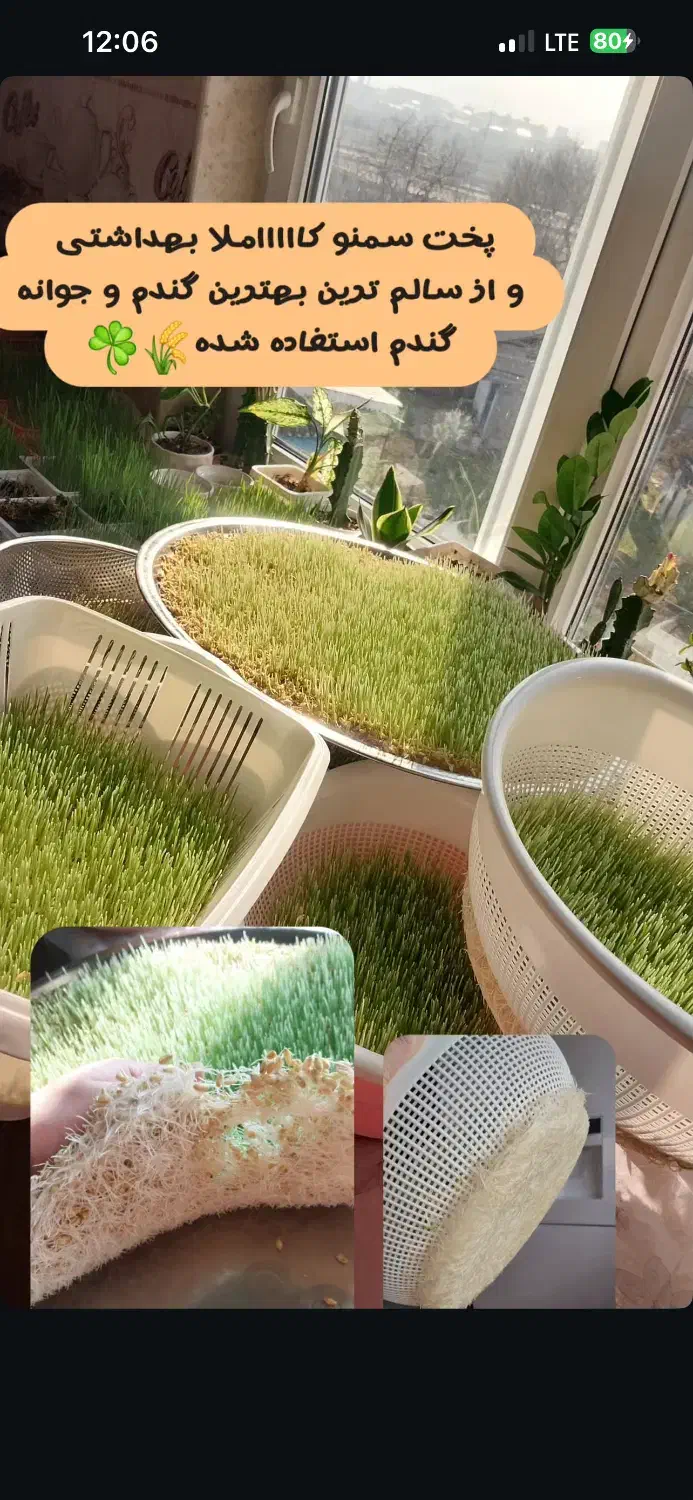 سمنو|خوردنی و آشامیدنی|تالش, هشتپر|دیوار