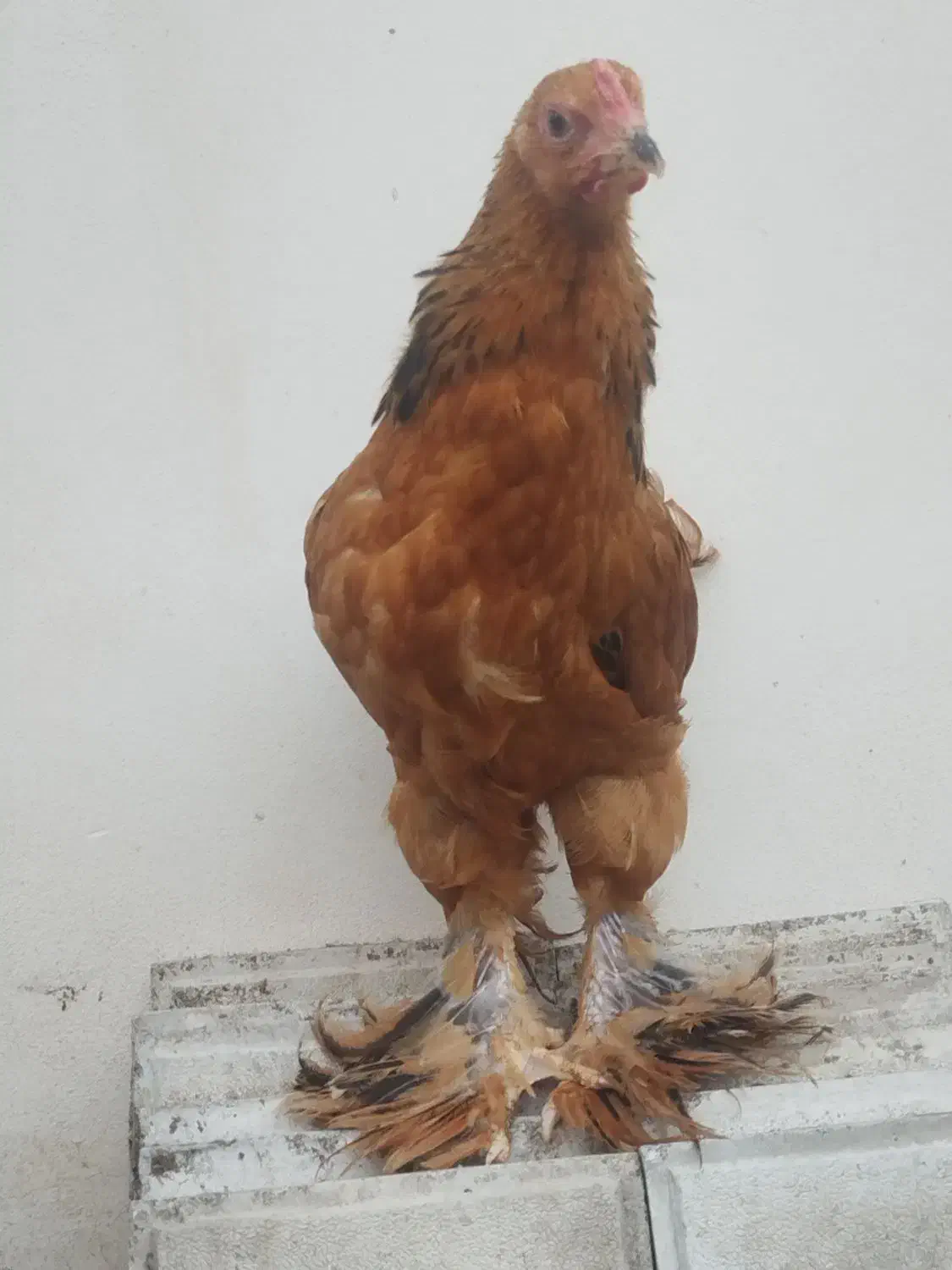 خروس جوان برهما بوف اصیل|حیوانات مزرعه|پرهسر, |دیوار