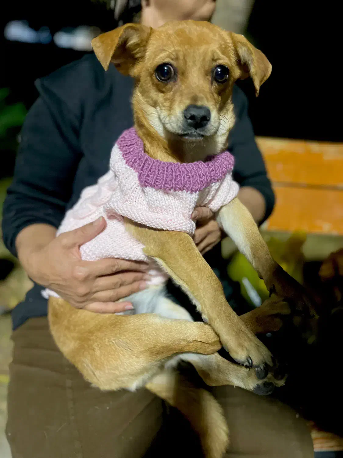 واگذاری|سگ|اصفهان, کلمه خوران|دیوار