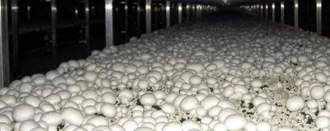 قارچ تازه...درجه ۱و۲و۳|خوردنی و آشامیدنی|هشتگرد, شهرک ایران خودرو|دیوار