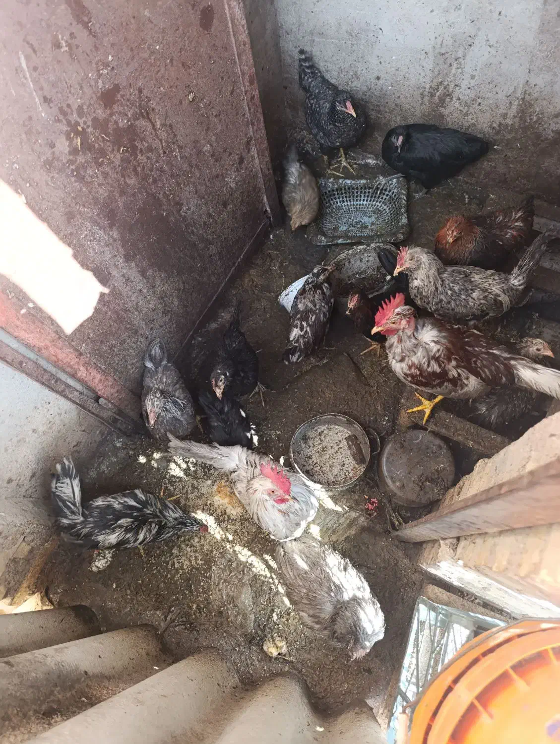 مرغ خروس حراج|حیوانات مزرعه|لوندویل, |دیوار