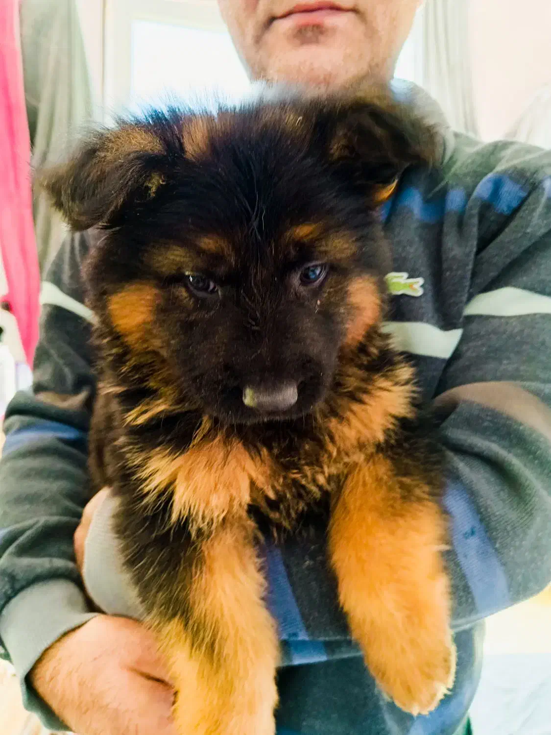 واگذاری ژرمن شپرد|سگ|دماوند, گیلاوند|دیوار