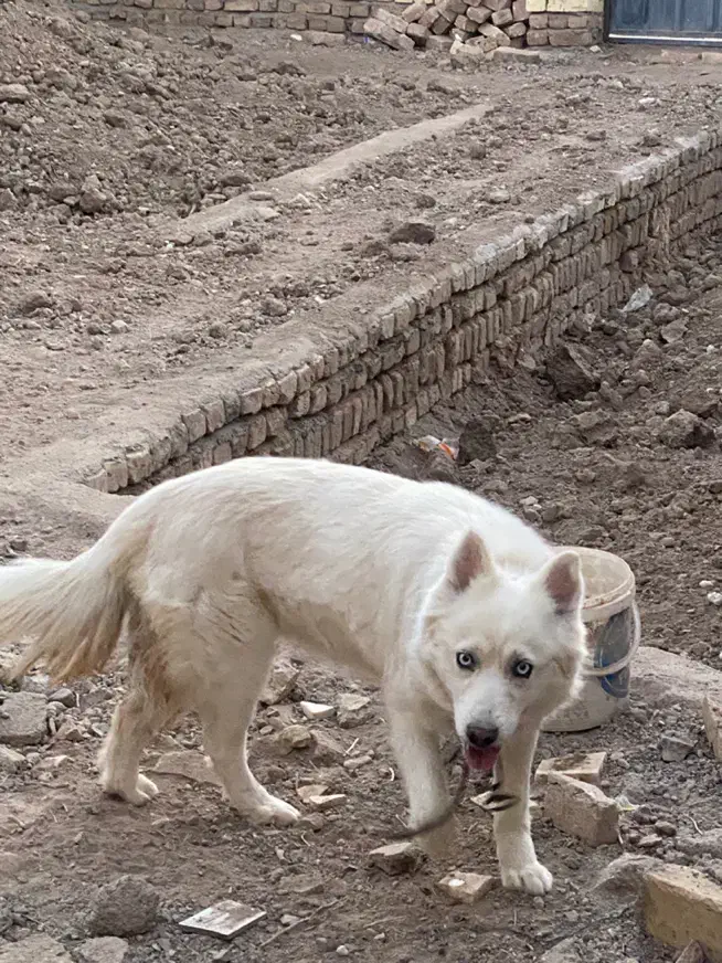 هاسکی سامویید اصل|سگ|قزوین, |دیوار