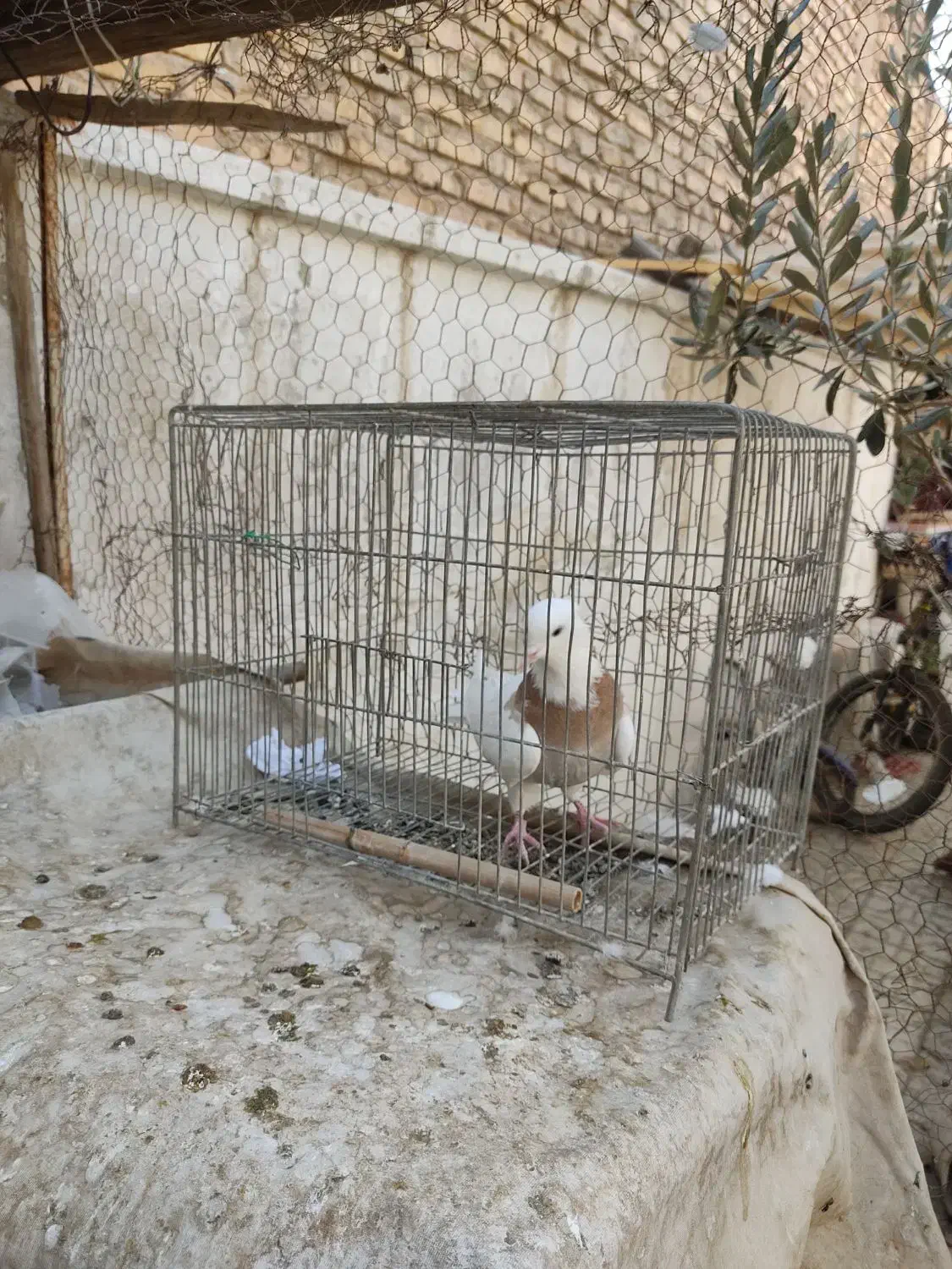 ماده طوقی زرد|پرنده|شاهینشهر, حافظ شمالی|دیوار