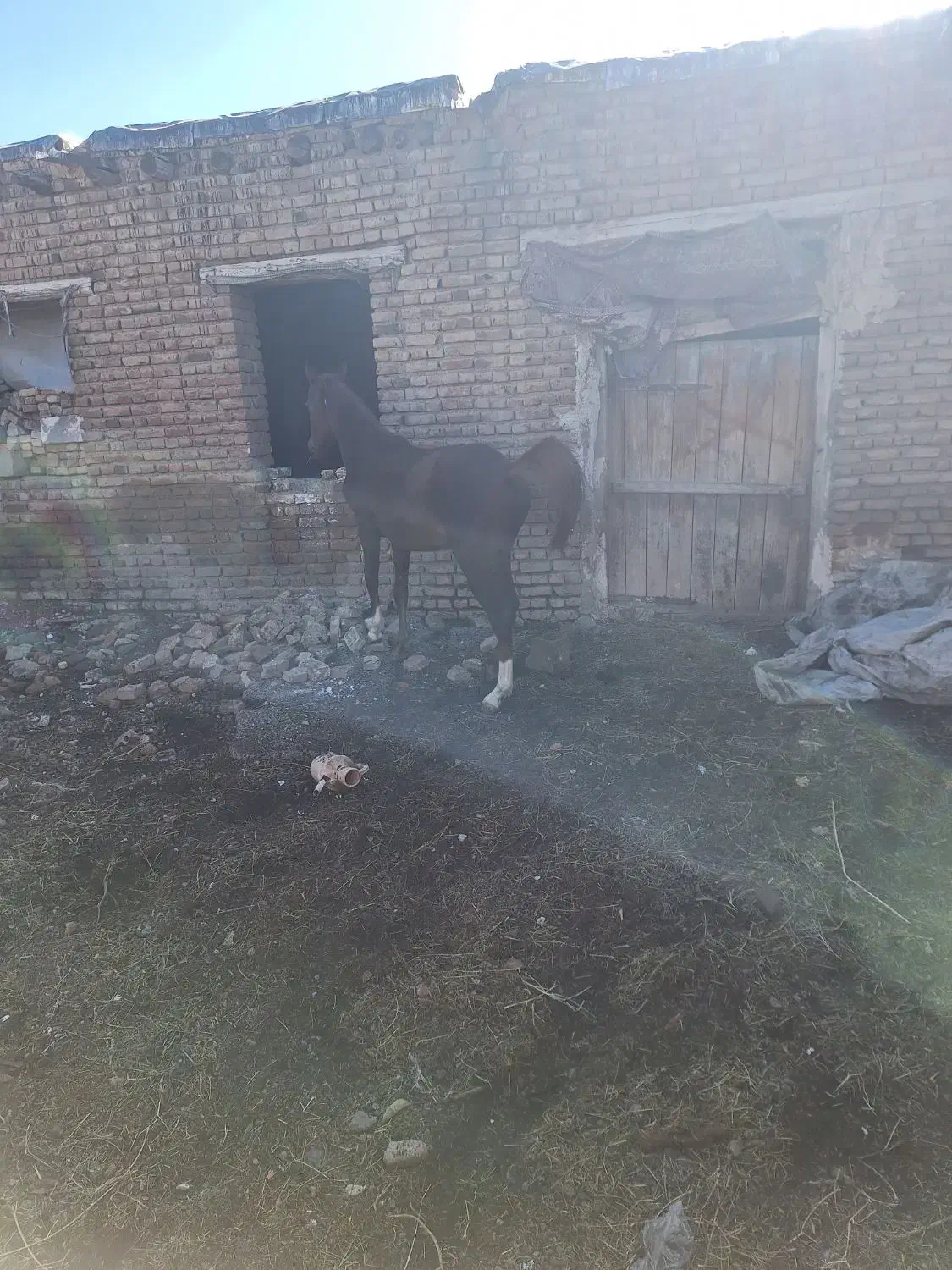 یک اسب آرام 17 ماهه|اسب و تجهیزات اسب‌سواری|سلماس, |دیوار