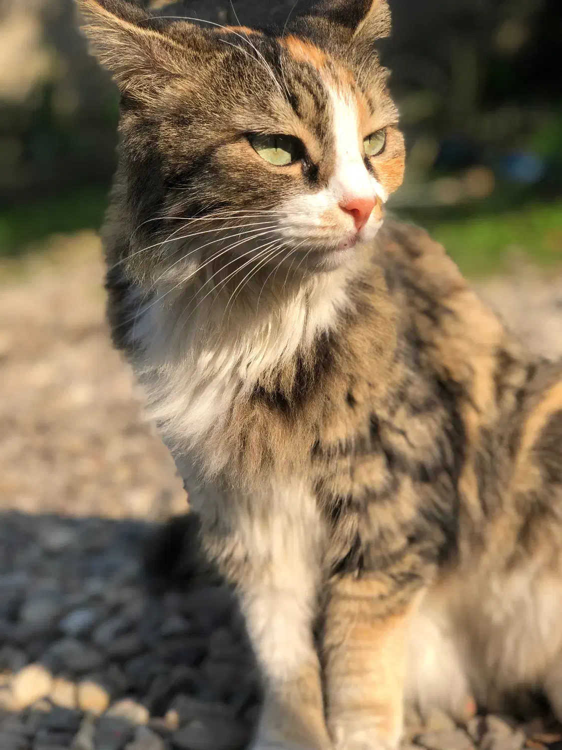 پرشین پشمالو|گربه|رشت, رشتیان|دیوار