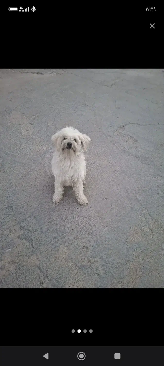 فروش سگ بامزه|سگ|اردکان, |دیوار