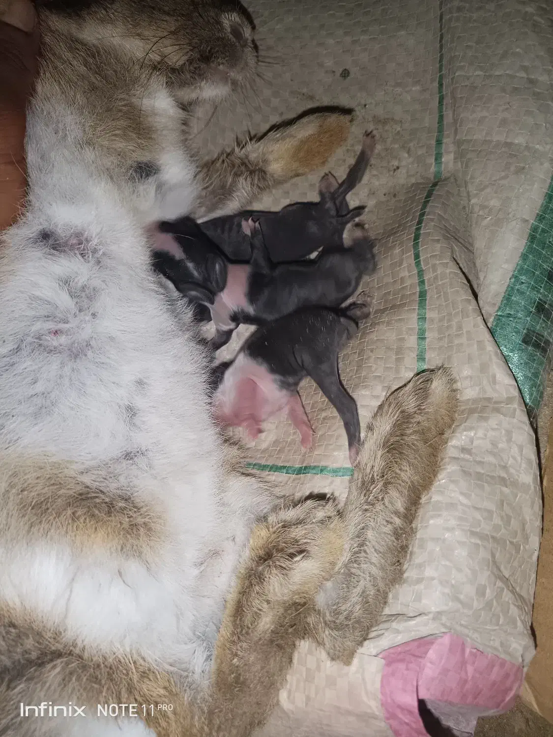 بچه خرگوش با مادر یا تکی|موش و خرگوش|کنارک, |دیوار