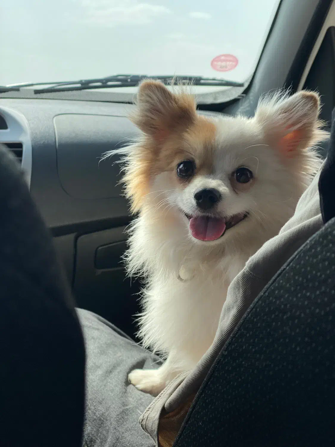 واگذاری پامر اشپیتز|سگ|اردکان, |دیوار