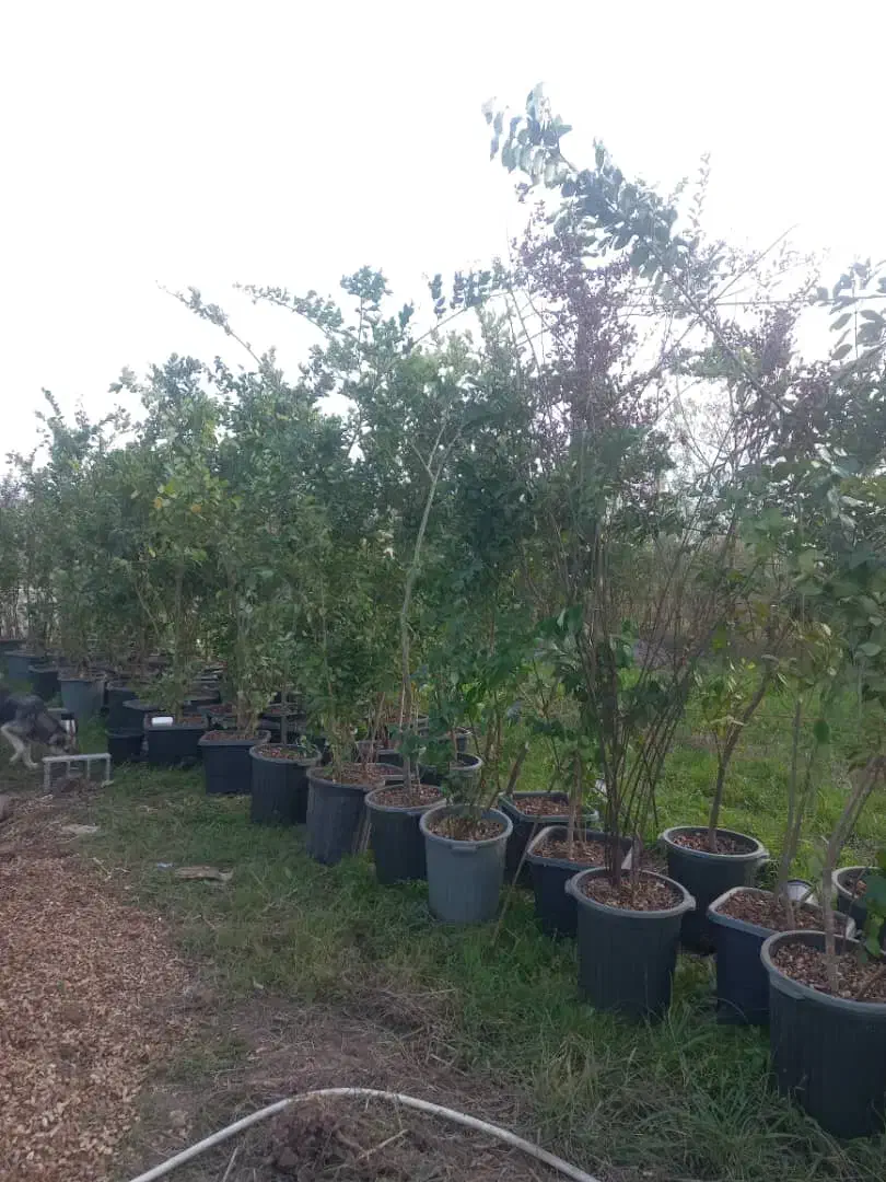 یاس هلندی|خدمات باغبانی و درختکاری|آستانه اشرفیه, |دیوار