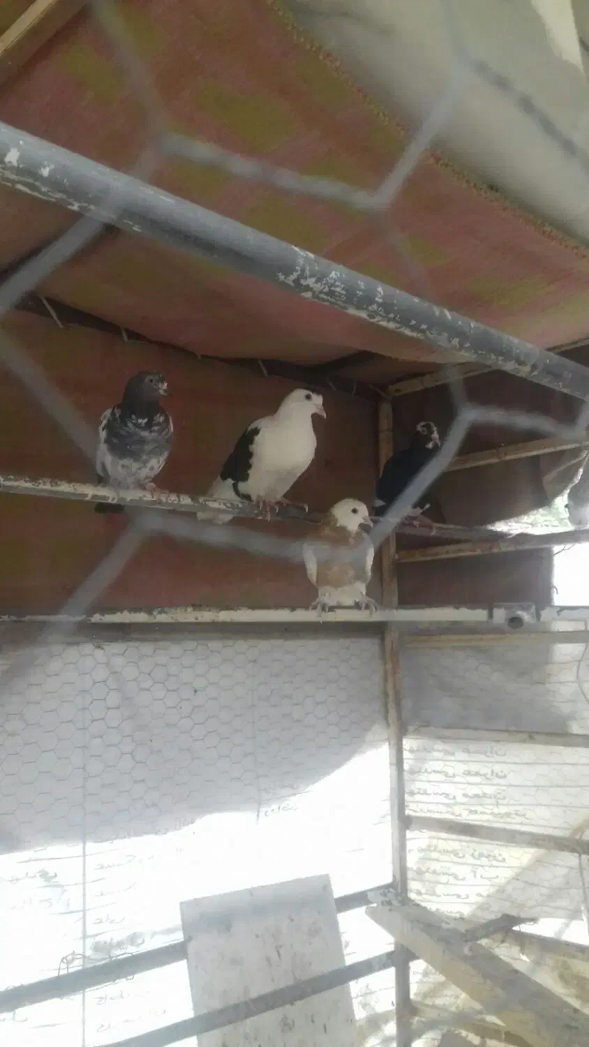 کبوتر|پرنده|کرمان, |دیوار