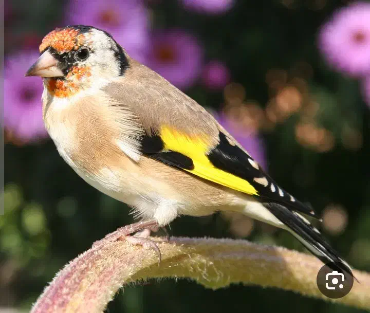 سهره|پرنده|تربت‌حیدریه, سرمحله|دیوار