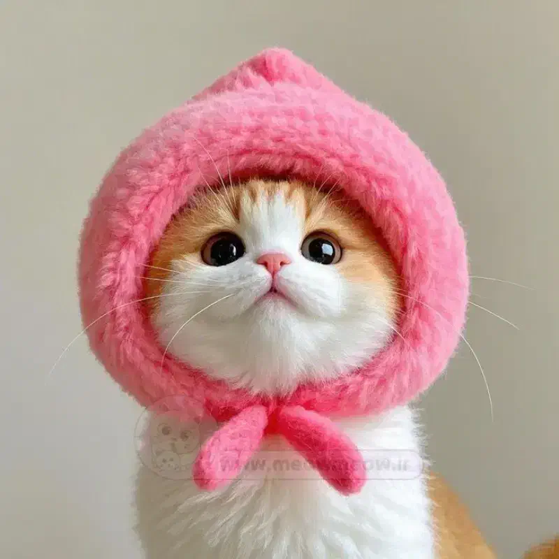 گمشده گربه|حیوانات|میبد, |دیوار