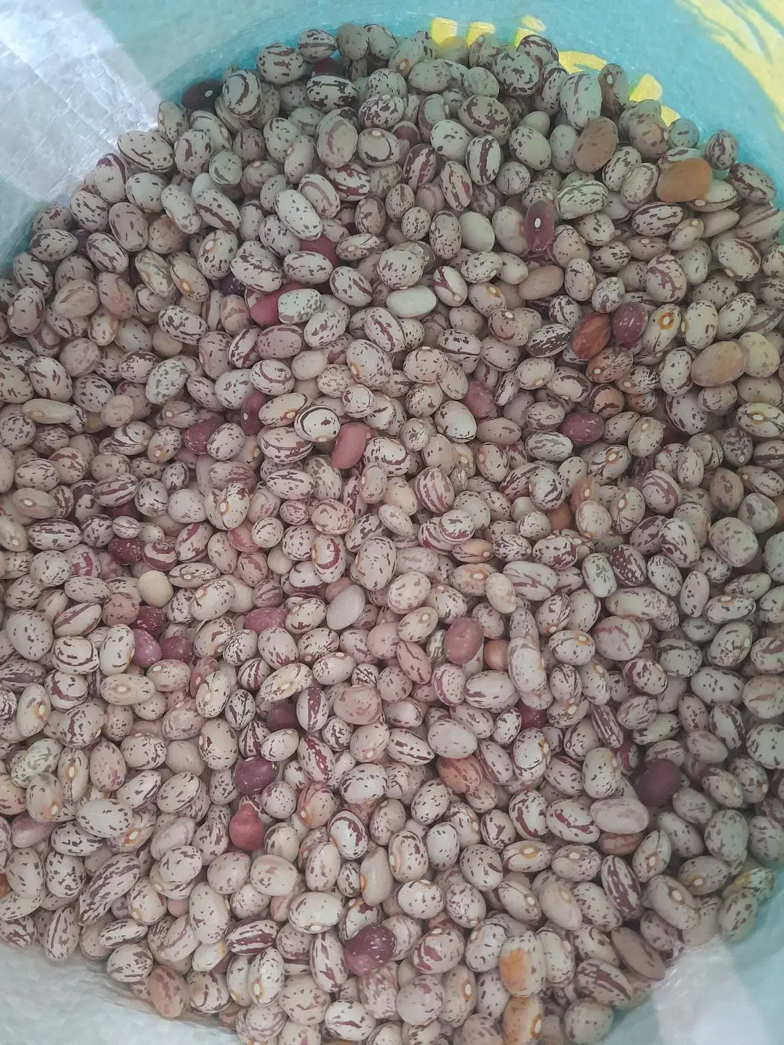 لوبیا چیتی درشت و تمیز فریدونشهر|خوردنی و آشامیدنی|فولادشهر, مسکن مهر فولادشهر|دیوار