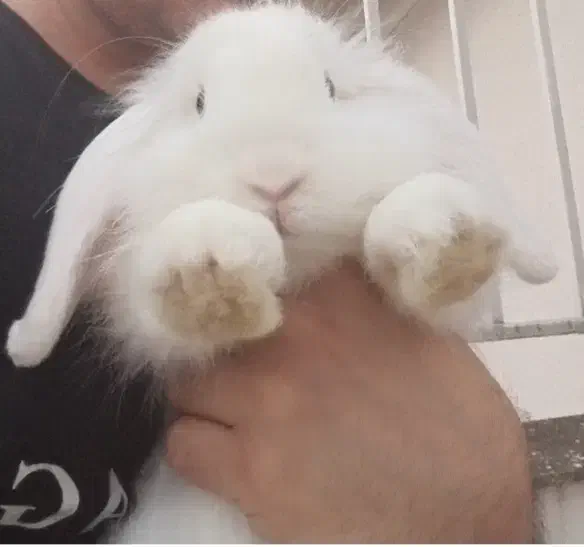 خرگوش لوپ بالغ سفید چشم ابی|موش و خرگوش|گرگان, |دیوار