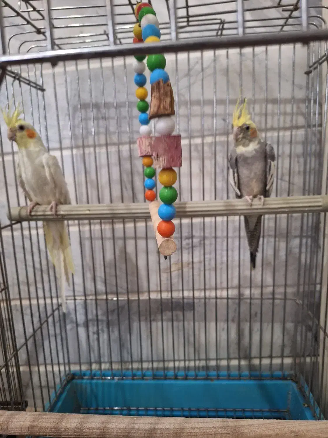 عروس هلندی|پرنده|محلات, |دیوار