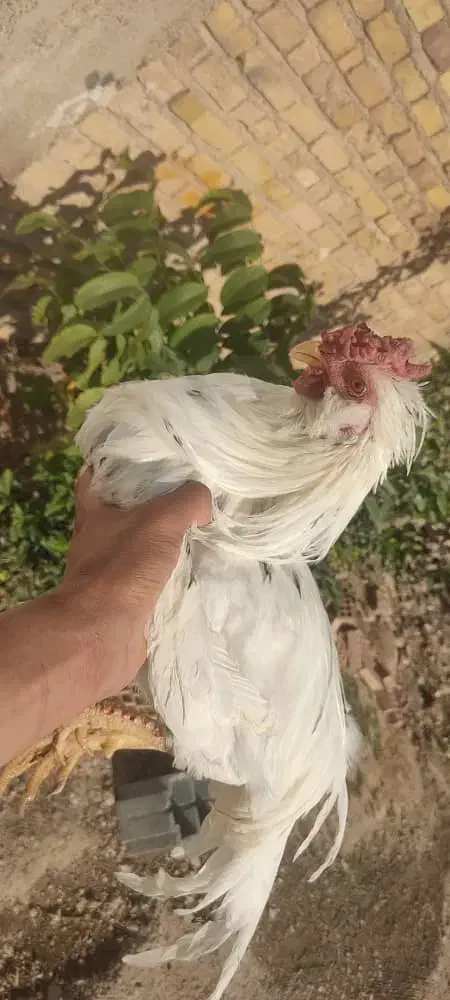 خروس گلین|حیوانات مزرعه|شیراز, زرهی|دیوار