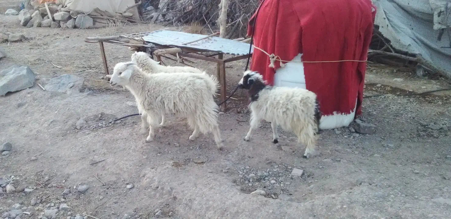 بز و کره|حیوانات مزرعه|رابر, |دیوار