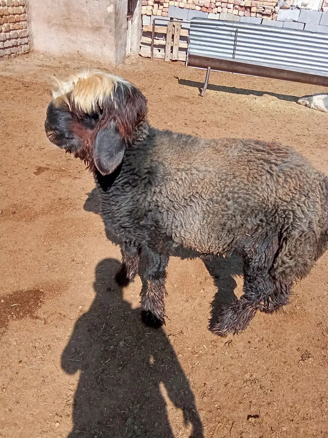 بره قوچی|حیوانات مزرعه|مرودشت, ده بید|دیوار