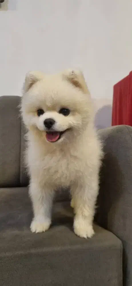 پامرانین نر وارداتی  جفتگیری|سگ|گلوگاه, |دیوار