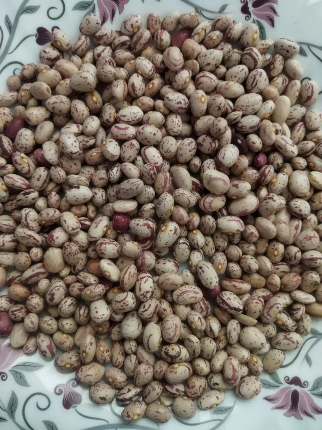 لوبیا چیتی|عمده‌فروشی|قره چای, |دیوار