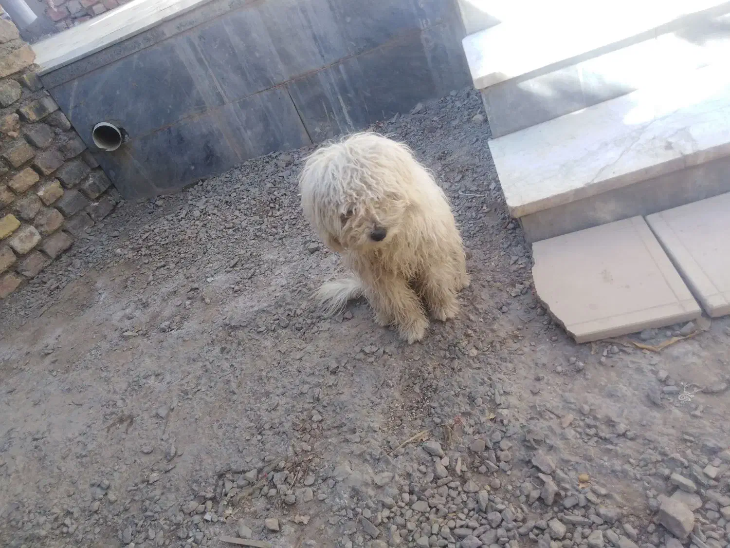 فروش سگ خونگی|سگ|فردوس (خراسان), |دیوار