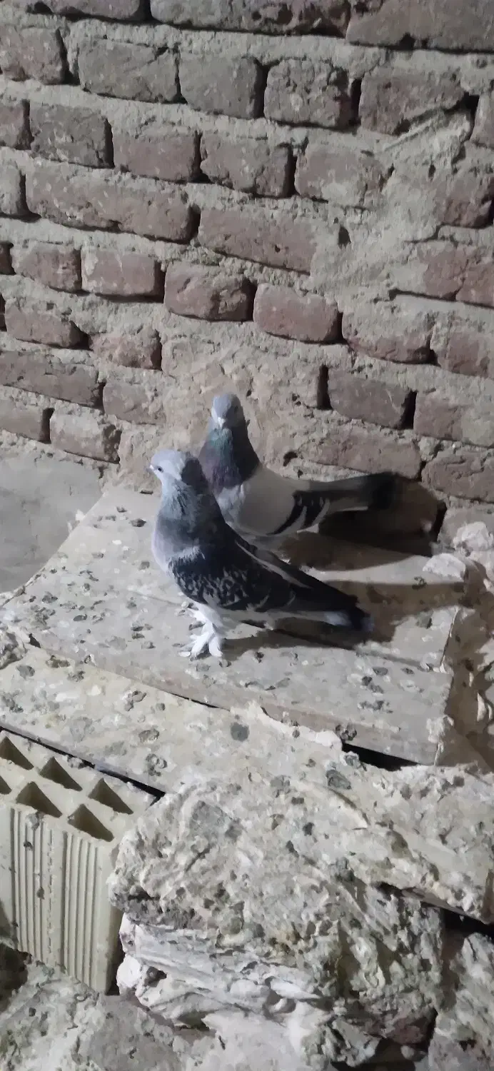 کبوتر|پرنده|تبریز, |دیوار