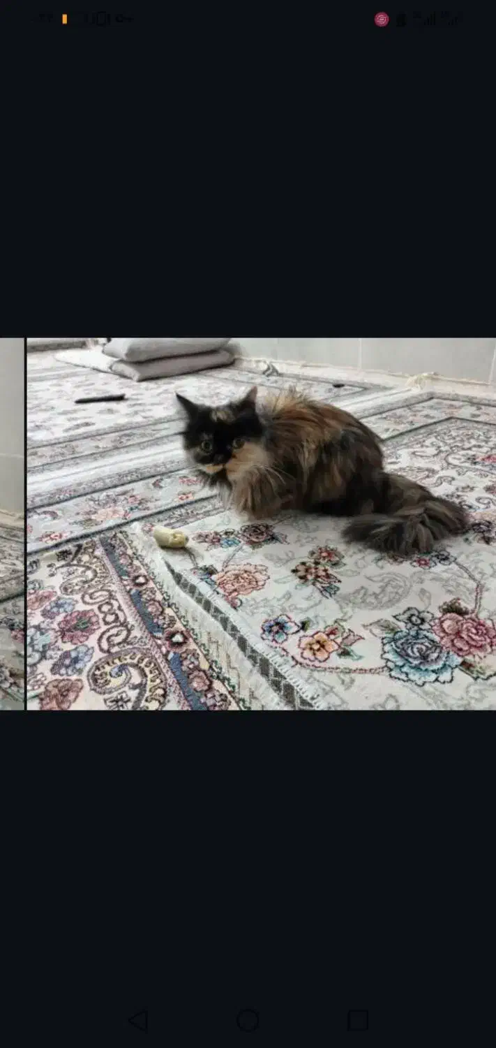 گربه|گربه|چناران, |دیوار