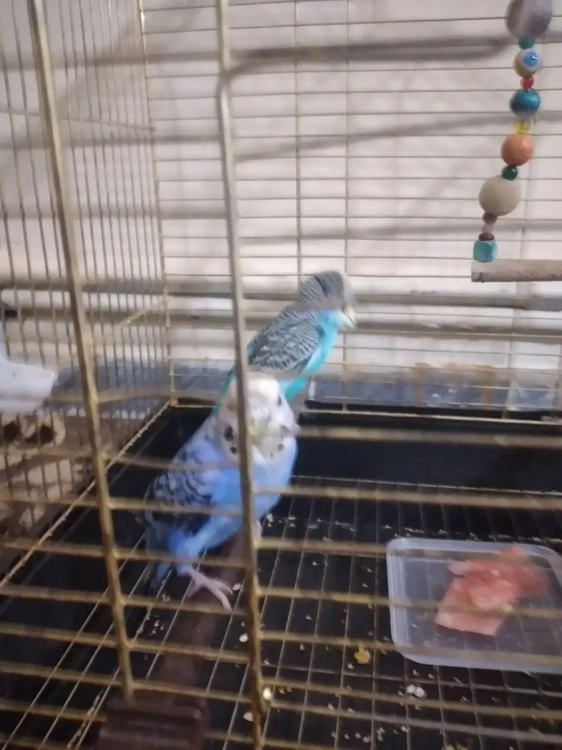 عروس هلندی و مرغ عشق|پرنده|کرمان, |دیوار