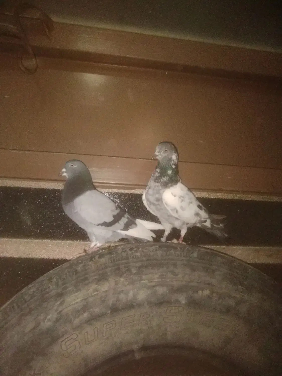 گمشده پیرانشهر کونه خانه|حیوانات|مهاباد (آذربایجان غربی), |دیوار