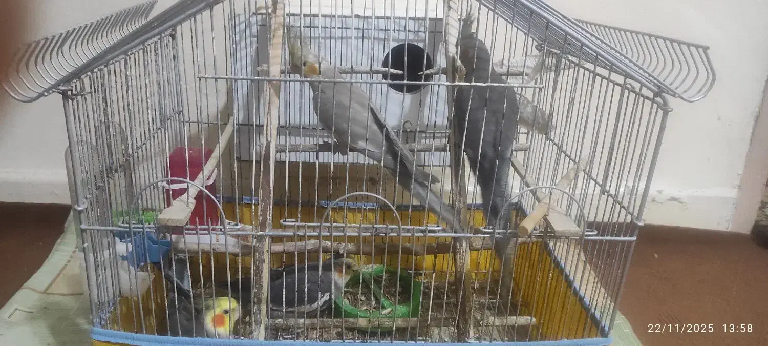 فروش دو عدد عروس هلندی|پرنده|کنارک, |دیوار