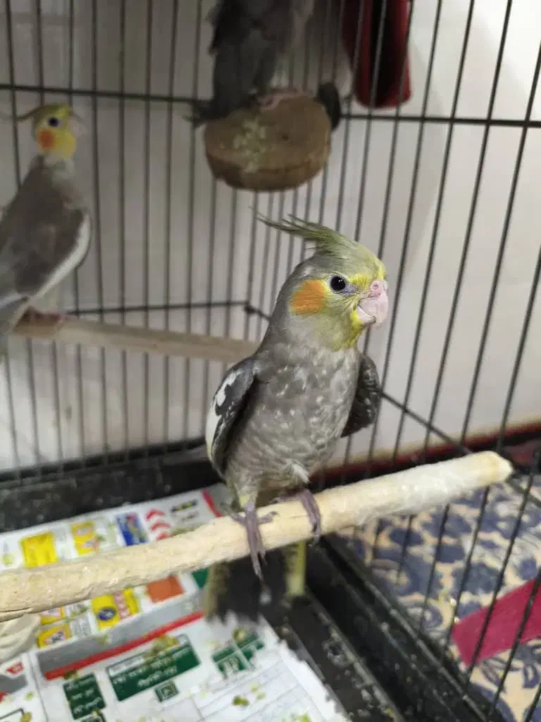 عروس هلندی|پرنده|قم, لسانی|دیوار