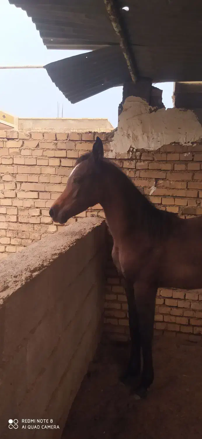 کره یکسر وارداتی شجره دار|اسب و تجهیزات اسبسواری|دزفول, |دیوار