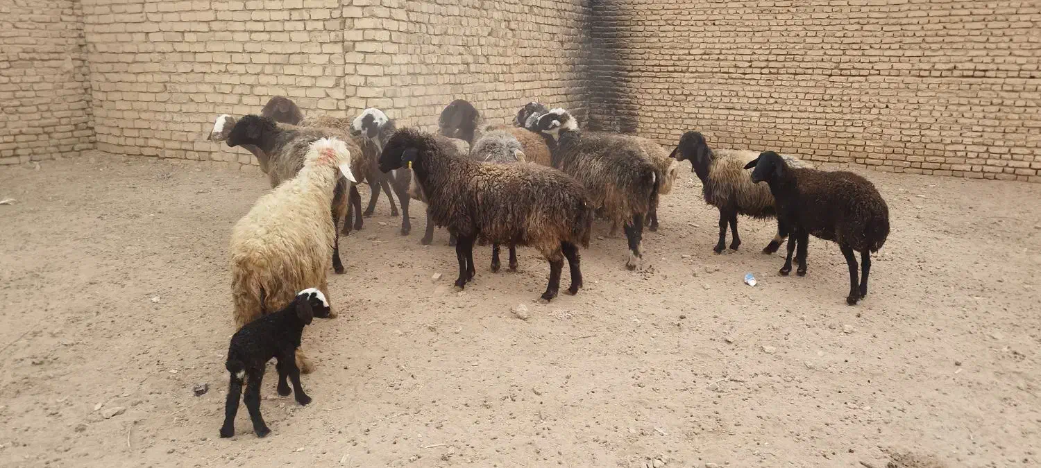 میش جفت 32 همه جوان آبستان سنگین|حیوانات مزرعه|شاهینشهر, گزبرخوار|دیوار