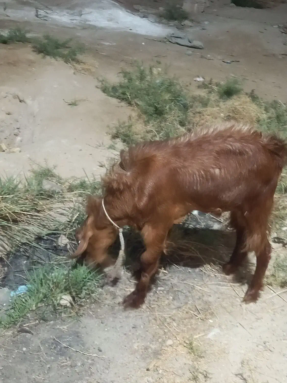 گوسفند|حیوانات مزرعه|شادگان, |دیوار