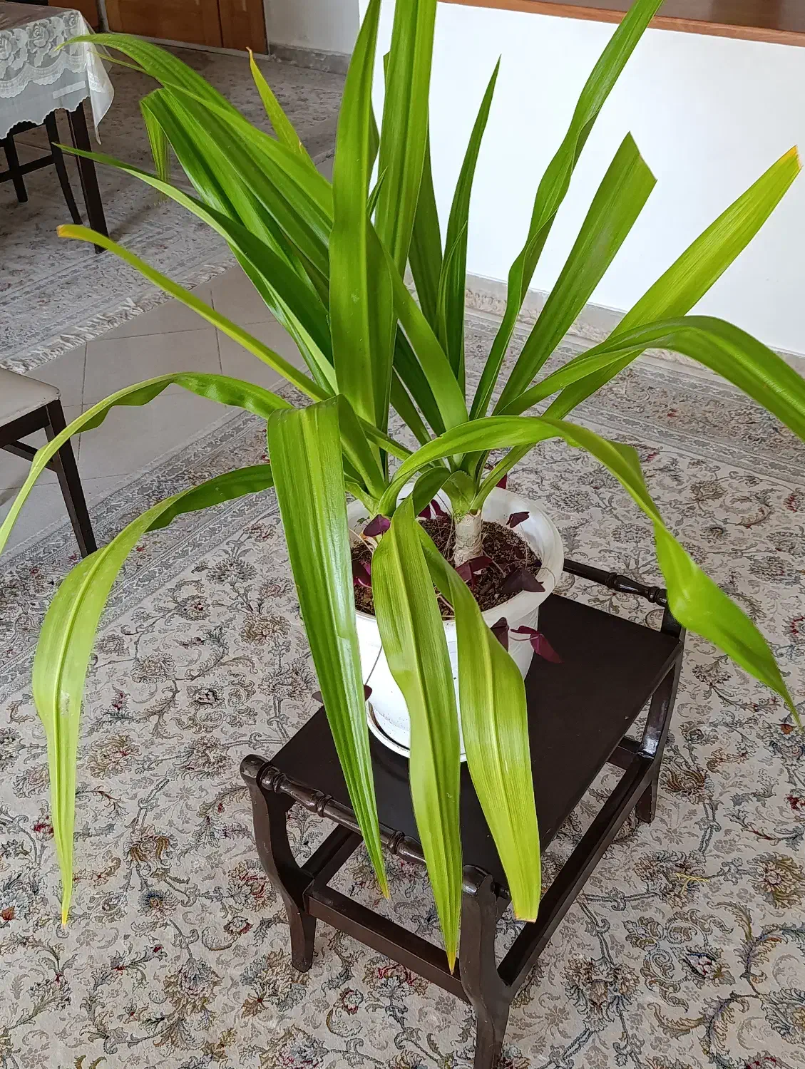 دو عدد گل سوسن عنکبوتی در یک گلدان|گل و گیاه طبیعی|تهران, آسمان|دیوار