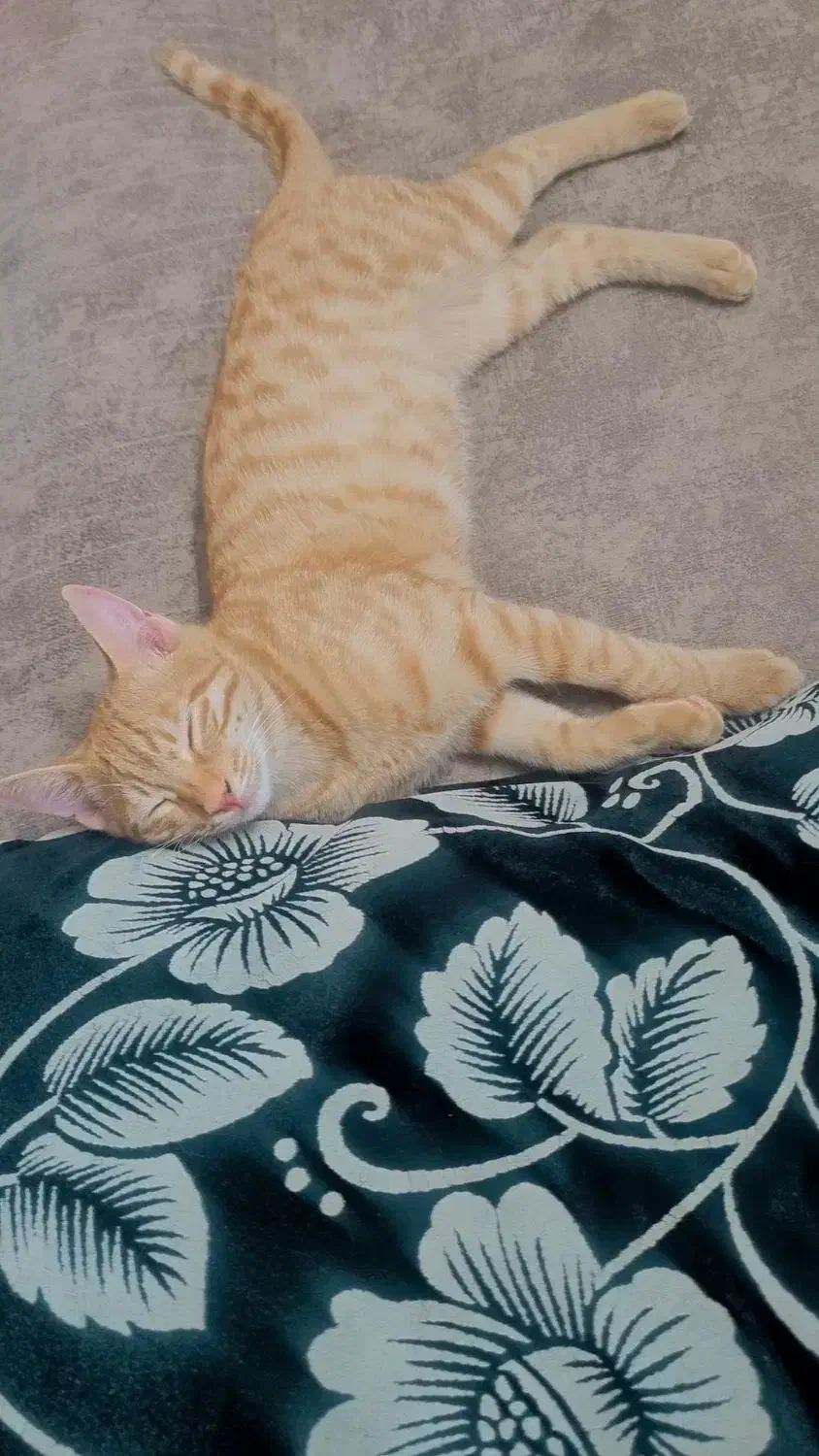 گربه|گربه|مشهد, بهارستان|دیوار