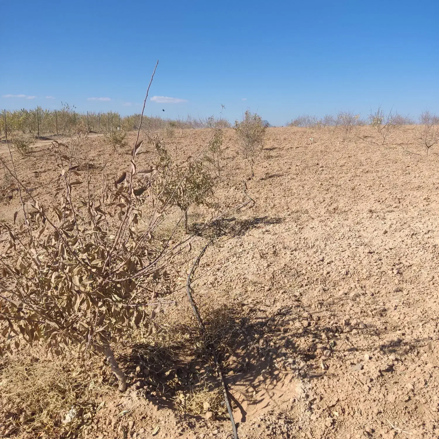 ده هزارمتر بادام مامایی جوان|فروش زمین و ملک کلنگی|سامان, |دیوار