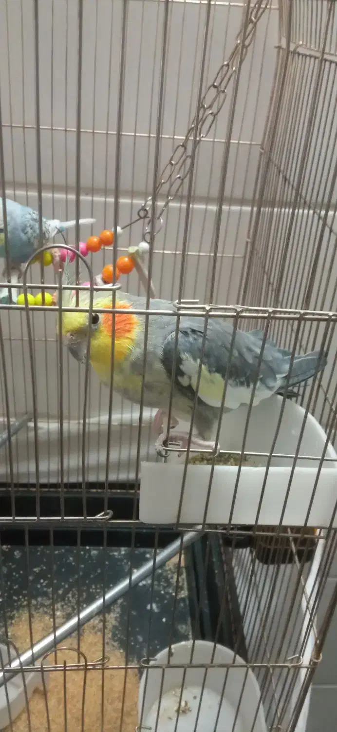 عروس هلندی ومرغ عشق|پرنده|تربت‌حیدریه, شهرک ولیعصر|دیوار