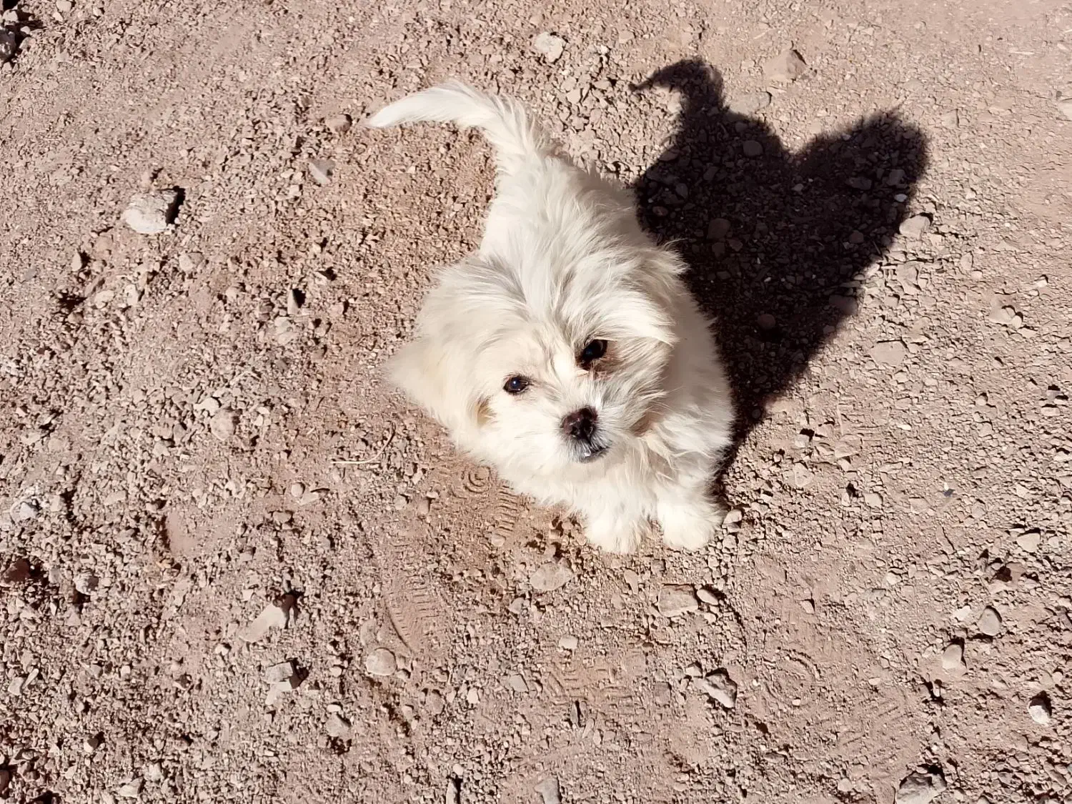 سگ شیتزو|سگ|سرایان, |دیوار