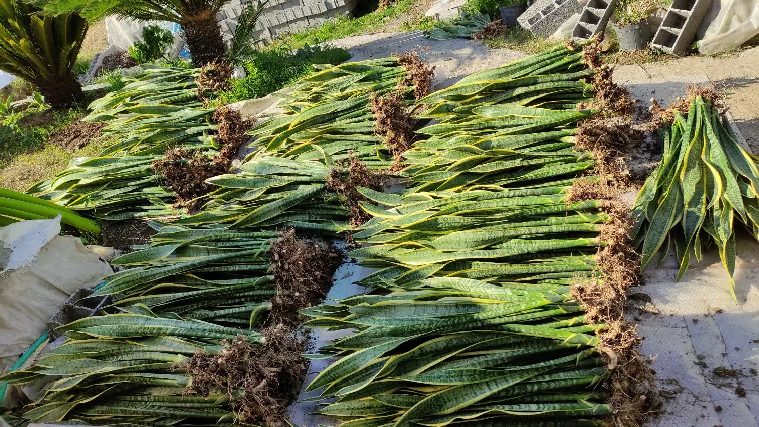 فروش سانسوریا شمشیری|گل و گیاه طبیعی|قائمشهر, |دیوار