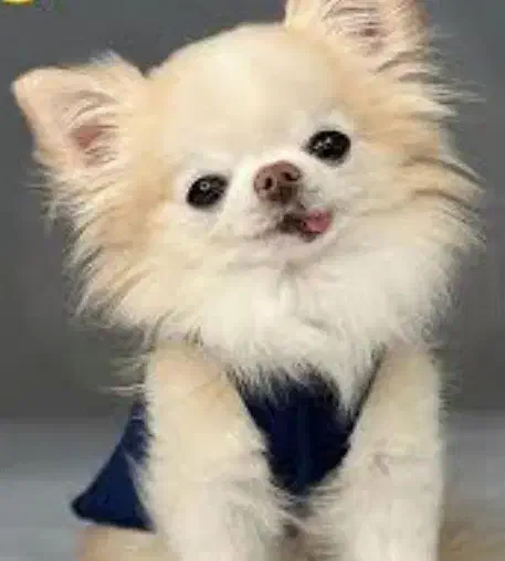 شیواوا جیبی|سگ|شیراز, تاچارا|دیوار