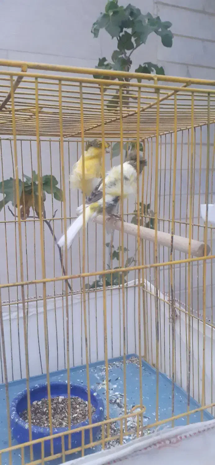 قناری دورگ سوپری|پرنده|کهریزک, |دیوار